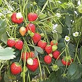 100 graines de fraises grimpantes (Climbing Strawberry) photo / 3,69 €