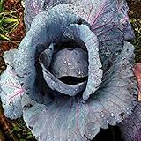 Cabbage Seed, Red Acre, Heirloom, Non GMO 25 Seeds, Colorful Tasty Healthy Veggie Country Creek Acres photo / $1.99