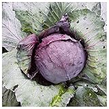 Everwilde Farms - 1 Lb Red Acre Cabbage Seeds - Gold Vault photo / $16.20