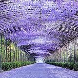 TOYHEART 50 Unids De Flores Premium Semillas De Glicinia Semillas Perennes Pozos Florecientes Plantas De Escalada Púrpura Wisteria Flores Semillas Para Parque Semillas de Wisteria Sinensis foto / 3,50 €