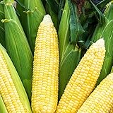 Bodacious RM Sweet Yellow Corn, 75 Seeds Per Packet, (Isla's Garden Seeds), Non GMO Seeds, 90% Germination Rates, Scientific Name: Zea Mays photo / $6.75