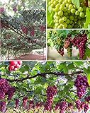 50+ Grape Seeds Vine Fruit Seed Fruit Plant Home Garden Non-GMO photo / $9.00