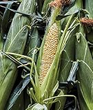 Burpee Ambrosia Sweet Corn Seeds 200 seeds photo / $6.70 ($0.03 / Count)