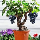 yanbirdfx Blumen Samen für Garten und Balkon-85 Stück Bonsai Zwerg Mini Traubenkerne Köstliche Obstpflanze Garten Balkon Dekor - Traubenkerne foto / 6,84 € (6,84 € / count)