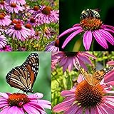 Purple Coneflower Seeds, Over 5300 Echinacea Seeds for Planting, Non-GMO, Heirloom Flower Seeds photo / $8.47