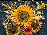 Sunflower Autumn 20K (CHK) Seeds Or 1 Pound photo / $129.00