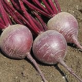 David's Garden Seeds Beet Merlin 9981 (Red) 200 Non-GMO, Hybrid Seeds photo / $3.95