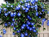 Blue Morning Glory Climbing Vine | 100 Seeds to Plant | Beautiful Flowering Vine photo / $6.96 ($0.07 / Count)