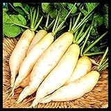 Radish Seeds for Planting | Non-GMO White Icicle Radish Seeds | Planting Packets Include Planting Instructions photo / $5.99