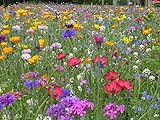 Blumenwiese mit 65 Wildkräuterarten, fünfjährige Bienenweide, insektenfreundliche Blühwiese, wilde mehrjährige winterharte Samenmischung für Bienen Hummeln und Schmetterlinge, Blumenwiesen (20qm) foto / 8,99 € (0,45 € / quadratmeter)