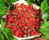 CEMEHA SEEDS - Alpine Strawberry Regina Everbearing Berries Indoor Non GMO Fruits for Planting photo / $8.95 ($0.30 / Count)