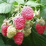 2 Joan J Raspberry Plants-Everbearing, Thornless (2 Lrg 2 Yrs Bare root Canes) photo / $26.95