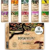 10 Bonsai Samen aus 5 Kontinenten I Exotische Baum Samen für deinen einzigartigen Bonsai Baum I Bonsai Starter Kit für Anfänger und Pflanzen Verrückte I Unser Bonsai Set als besondere Geschenkidee foto / 11,99 €