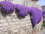 250 Aubrieta Seeds - Cascade Purple Flower Seeds, Perennial, Deer Resistant ! photo / $9.49 ($0.04 / Count)