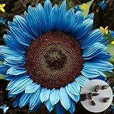 Voldrew Semillas de Flores, 50 unids/Bolsa Semillas de Planta no GMO Alta germinación productiva Brillante Azul Girasol Girasol Semillas para la siembra Girasol foto / 2,31 €