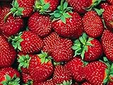 Fort Laramie Everbearing Strawberry 25 Bare Root Plants - Hardiest Everbearer photo / $13.09