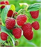 BALDUR Garten Himbeeren TwoTimer® Sugana®, 1 Pflanze Rubus idaeus Himbeerpflanze foto / 10,95 €