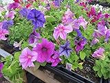 VISA STORE Petunia Seeds papá Mix 50 semillas granulados Petunia foto / 8,78 €