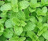 Heirloom 200 Graines de menthe verte Mentha spicata menthe pouliot plante herbacée vivace Graines de fleurs A019 photo / 4,94 €