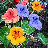 Graines de plantes de Graines de fleurs 50Pcs/Sac écologiques Bonne absorption d’eau Bonsaï Frais Jardin Nasturtium Graines de fleurs pour les Graines de photo / 0,01 € (0,01 € / count)