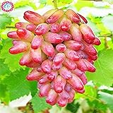 50pcs/bag Seltene Finger Traubenkernen, erweiterte Fruchtsamen, 4 Natürliches Wachstum Trauben Köstliche Bonsai Topfpflanzen für Hausgarten foto / 14,99 €