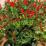 50pcs / lot de la herencia Semillas Thai Sun del pimiento picante de chile Capsicum annuum ornamental Bonsai Plant Mini Hot Pepper Seeds foto / 2,99 €