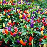 5 Color Pepper Plant Seeds for Planting | 25+ Seeds | Exotic Garden Seeds to Grow Multicolored Peppers | Amazing photo / $8.29 ($0.33 / Count)