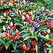 photo 5 Color Pepper Plant Seeds for Planting | 25+ Seeds | Exotic Garden Seeds to Grow Multicolored Peppers | Amazing