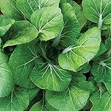 Burpee White Choi Pak Choi Cabbage Seeds 200 seeds photo / $9.99