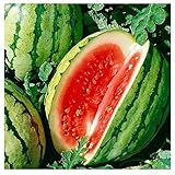 25 Dixie Queen Watermelon Seeds | Non-GMO | Heirloom | Instant Latch Garden Seeds photo / $5.95