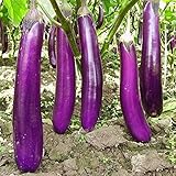 NAttnJf Samen zum Pflanzen, 1 Beutel Auberginensamen Mini Natursamen Frischer Gemüsesamen für Balkon - Lila lange Aubergine foto / 9,70 €