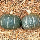 David's Garden Seeds Squash Winter Cha-Cha 8374 (Black) 25 Non-GMO, Hybrid Seeds photo / $4.95