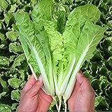 MOCCUROD 200+Pak Choi Seeds Green Stem Cabbage Bok Choy Four Season Vegetable photo / $7.99 ($0.04 / Count)