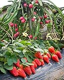 100PCS Fruit Seeds Set Dragon Fruit Seeds Strawberries Strawberry Seeds 100PCS Non-GMO photo / $9.00 ($0.09 / Count)