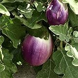 Aubergine - Eierfrucht - mittelfrüh - Violetta di Firenze - 20 Samen foto / 2,29 €