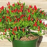 N.E.W Hot Heirloom 50/Lot Thai Sun Hot Pfeffer Capsicum Pfeffer Ornament Chili Samen Bonsai Pflanze Mini Hot Pepper Samen foto / 14,49 € (0,29 € / stück)