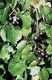 5 Samen von Vitis rotundifolia PURPLE Muscadine Traubenkernen foto / 14,99 €