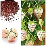 MOCCUROD 300pcs White Alpine Strawberry Fragaria Vesca Pineberry Sweet Pineapple Flavour Seeds photo / $7.99 ($0.03 / Count)