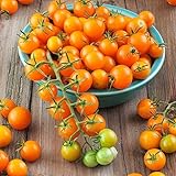 Sun Gold Hybrid Tomato Seeds (40 Seed Pack) photo / $6.49