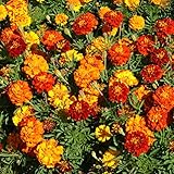 Outsidepride Marigold Flower Seed Mix - 1000 Seeds photo / $6.49 ($0.01 / Count)