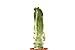 foto PIANTE GRASSE VERE RARE Lophocereus Schotti V.Maior Mostruoso in vaso coltivazione 16cm Produzione viggiano Cactus Succulente