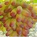 foto Pinkdose Piante da cortile bonsai, frutta deliziosa -, uva d'oro 30 pezzi/confezione: 2