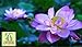 foto Liveseeds - Ciotola di loto / acqua giglio di fiori di semi / bonsai semi di loto / stagni / colore viola / 5 semi