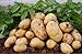 foto Pinkdose 100pcs Giant & amp; I semi di patate viola anti-rughe Nutrizione verde vegetale per il giardino domestico di semina di piante di patate giardino rare: 6