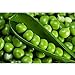 foto SEMI PLAT FIRM-dolci semi di pisello, piselli, piselli dolci frutta e verdura resistenti pianta in vaso verdura biologica 10 semi/pacchetto