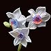 foto Ncient 100 Semi Sementi Narciso Daffodil 11 Colori Semi di Fiori Rari Profumati per Orto Giardino Balcone Interni ed Esterni