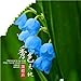 foto PLAT FIRM Germinazione I semi PLATFIRM-Zinnia (Zinnia Elegans Dahlia fiorito) - Cherry regina -100 Seeds