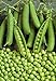 foto Pinkdose bonsai 20 pc/sacchetto semi di fagiolo Piselli Alpha russo Organic Heirloom semi di verdure per la semina giardino di casa