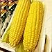 foto Auntwhale Super Sweet Corn Seeds 50G Installato