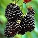 foto Nuovo Rosso Nero Giallo Lamponi Semi cespuglio di frutta Berry Rubus giardino 20pcs
